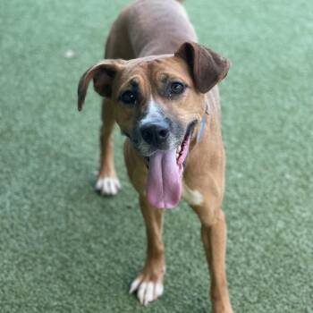 Penny -  Labrador Retriever and Mixed Breed Dog for Adoption in Lakeland, Florida - Penny | PetCurious