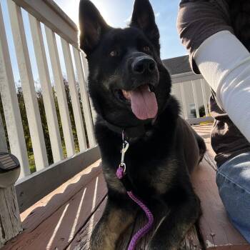 Harper -  German Shepherd Dog Dog for Adoption in Lynchburg, Virginia - Harper | PetCurious