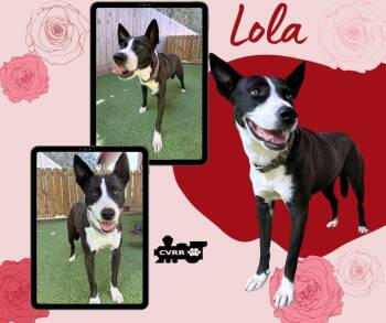 Lola -  Mcnab Dog for Adoption in Lindsay, California - Lola | PetCurious