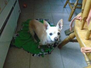Nicky -  Chihuahua Dog for Adoption in Alexandria, Kentucky - Nicky | PetCurious