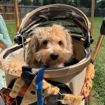 River - Little Yorkie with a BIG Personality -  Yorkshire Terrier Dog for Adoption in Sugar Land, Texas - River - Little Yorkie With A BIG Personality | PetCurious