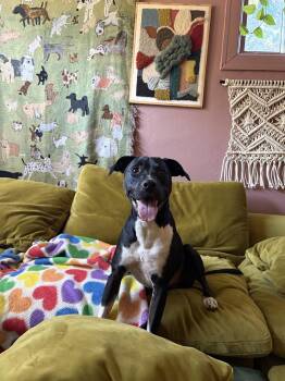 Rhamona -  Labrador Retriever Dog for Adoption in Salt Lake City, Utah - Rhamona | PetCurious