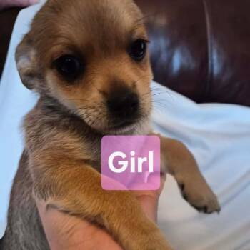 Chihuahua and Miniature Pinscher Dogs Available for Adoption - 251 (2026) Kimchi | PetCurious