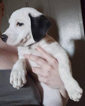 Retriever Dogs Available for Adoption in Lake Wylie, South Carolina - Pixie | PetCurious