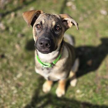 German Shepherd Dog Dogs Available for Adoption - Waff | PetCurious