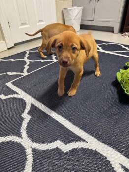Fizzy -  Mixed Breed Dog Available for Adoption in Metter, Georgia - Fizzy | PetCurious