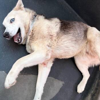 Ulf White -  Siberian Husky Dog for Adoption in Pasadena, California - Ulf White | PetCurious