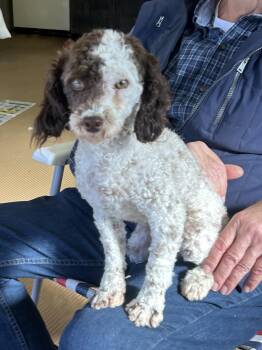MARGOT -  Poodle Dog for Adoption in Rossford, Ohio - MARGOT | PetCurious