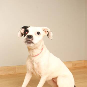 River D70983 -  Boston Terrier and Mixed Breed Dog for Adoption in Minnetonka, Minnesota - River D70983 | PetCurious