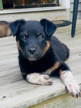 Shepherd and Australian Cattle Dog Blue Heeler Dogs Available for Adoption in Berlin, New Jersey - Lainey | PetCurious
