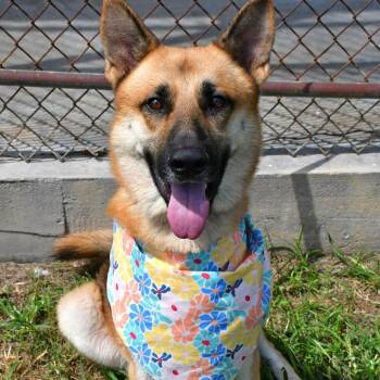 Victor -  German Shepherd Dog Dog for Adoption in Beaumont, Texas - Victor | PetCurious