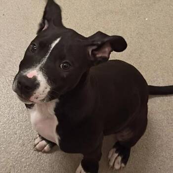 Pit Bull Terrier Dogs Available for Adoption in Lynchburg, Virginia - Meeka | PetCurious