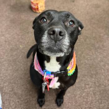 Susie two C-32122 -  Labrador Retriever and Pit Bull Terrier Dog for Adoption in Oklahoma City, Oklahoma - Susie Two C-32122 | PetCurious