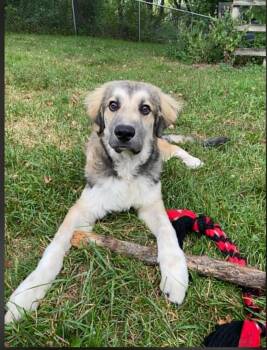 Chicken Wing -  Great Pyrenees Dog for Adoption in Monticello, Minnesota - Chicken Wing | PetCurious