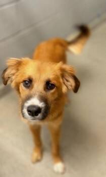 Bowser -  Golden Retriever and Shepherd Dog for Adoption in Albuquerque, New Mexico - Bowser | PetCurious