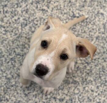 Labrador Retriever Dogs Available for Adoption in Golden, Colorado - Princess | PetCurious