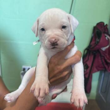 Hound Dogs Available for Adoption - Frosty | PetCurious