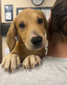 Matilda -  Labrador Retriever Dog for Adoption in Springfield, Ohio - Matilda | PetCurious