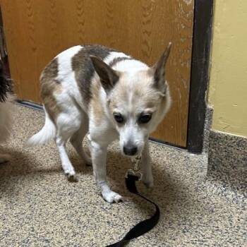 Chihuahua and Mixed Breed Dogs Available for Adoption in Merriam, Kansas - Rosie | PetCurious