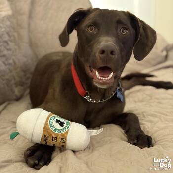 Labrador Retriever Dogs Available for Adoption - Pichu | PetCurious