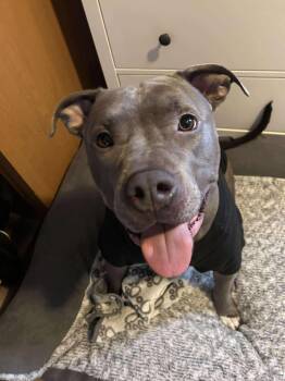 Steele -  American Staffordshire Terrier Dog for Adoption in Olympia, Washington - Steele | PetCurious