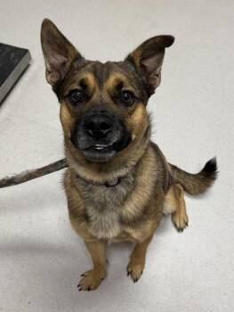 Scrappy Doo -  Belgian Shepherd Malinois and Australian Cattle Dog Blue Heeler Dog for Adoption in Missoula, Montana - Scrappy Doo | PetCurious