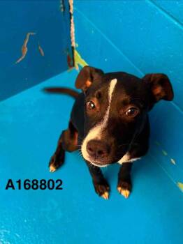 Eight Belles -  Boston Terrier and Mixed Breed Dog for Adoption in Calgary, Alberta - Eight Belles | PetCurious