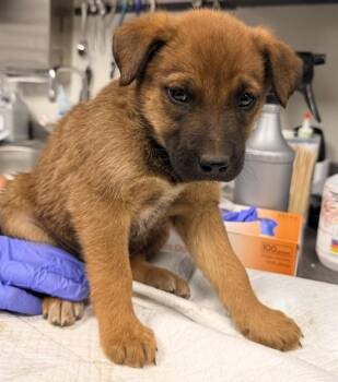 Belgian Shepherd Malinois Dogs Available for Adoption - HERSHEY | PetCurious