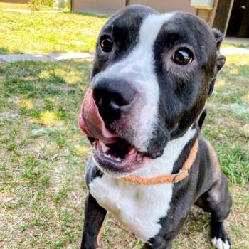 Sous Chef -  Pit Bull Terrier Dog for Adoption in Lyndhurst, Virginia - Sous Chef | PetCurious