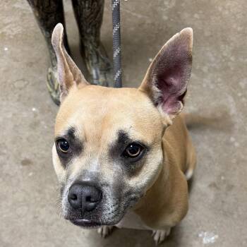 karly -  Boston Terrier and Mixed Breed Dog for Adoption in Palestine, Texas - Karly | PetCurious