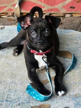 Chihuahua and Dachshund Dogs Available for Adoption in Heiskell, Tennessee - Jasper | PetCurious