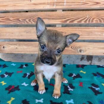 Kentucky -  Chihuahua Dog for Adoption in St. Augustine, Florida - Kentucky | PetCurious