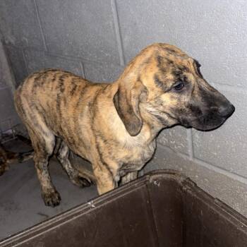 Rachel -  Bloodhound and Plott Hound Dog for Adoption in Normal, Illinois - Rachel | PetCurious