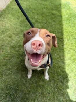 Sweetie -  Terrier and Mixed Breed Dog for Adoption in Honolulu, Hawaii - Sweetie | PetCurious