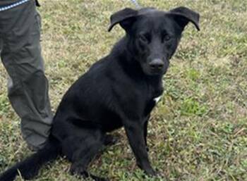Rescue Labrador Retriever and Mixed Breed Dogs for Adoption in Mckinleyville, California - ARCHER | PetCurious