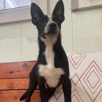 Border Collie Dogs Available for Adoption - Zara | PetCurious