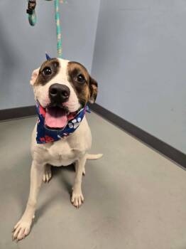 Dot -  Terrier Dog for Adoption in Zanesville, Ohio - Dot | PetCurious