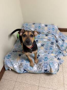 Charlotte -  Labrador Retriever and Hound Dog for Adoption in Douglas, Massachusetts - Charlotte | PetCurious
