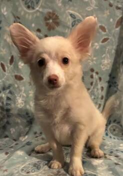 Trixie -  Chihuahua and Pomeranian Dog for Adoption in Pottstown, Pennsylvania - Trixie | PetCurious