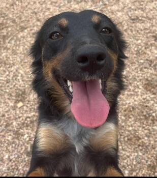 Selene -  Australian Shepherd Dog for Adoption in Longmont, Colorado - Selene | PetCurious
