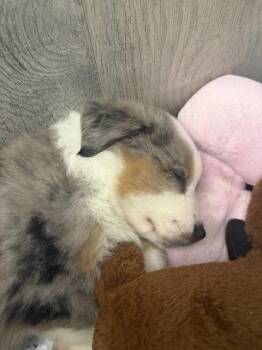Justice -  Australian Shepherd Dog for Adoption - Justice | PetCurious
