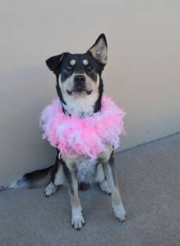 Shepherd Dogs Available for Adoption - Pomegranate | PetCurious