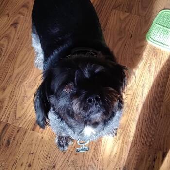 Terrier Dogs Available for Adoption - Riley D11495 | PetCurious