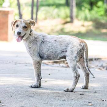 TreVeyon -  Mixed Breed Dog for Adoption in Groveland, Massachusetts - TreVeyon | PetCurious