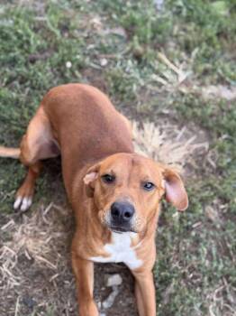 Rescue Coonhound Dogs for Adoption in Brownstown, Indiana - Scottie | PetCurious