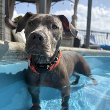 Coriander "Cori" -  Pit Bull Terrier Dog for Adoption in Attica, Michigan - Coriander "Cori" | PetCurious