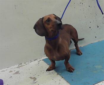 Dachshund and Mixed Breed Dogs Available for Adoption in Houston, Texas - A2067890 | PetCurious