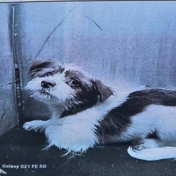 Dazzle -  Terrier and Mixed Breed Dog for Adoption in San Antonio, Texas - Dazzle | PetCurious