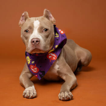 Rescue Pit Bull Terrier and Mixed Breed Dogs for Adoption in Atlanta, Georgia - Winehouse | PetCurious