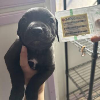 Green Boy -  Pit Bull Terrier Dog for Adoption in Northbrook, Illinois - Green Boy | PetCurious